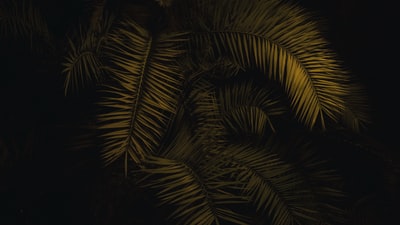 棕榈树
